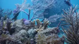 Isla Contoy en una lucha de cuatro años por la falta de arrecifes de coral