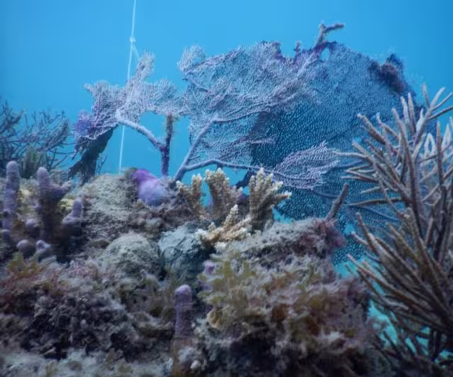 Isla Contoy en una lucha de cuatro años por la falta de arrecifes de coral