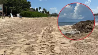 Continúan trabajos de limpieza de sargazo en Quintana Roo: Más de 40 mil toneladas han  sido recolectadas  