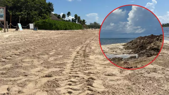 Debido a la cantidad de la macroalga, se realizan estudios de su origen, causa y que lo provoca