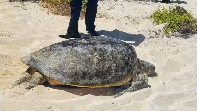 La tortuga fue llevada de regreso a la playa una vez fue liberada
