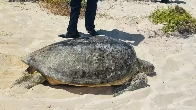 La tortuga fue llevada de regreso a la playa una vez fue liberada