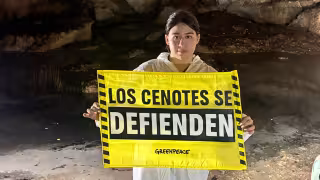 Greenpeace detecta contaminación en 17 cuerpos de agua de Yucatán vinculada a megagranjas porcícolas