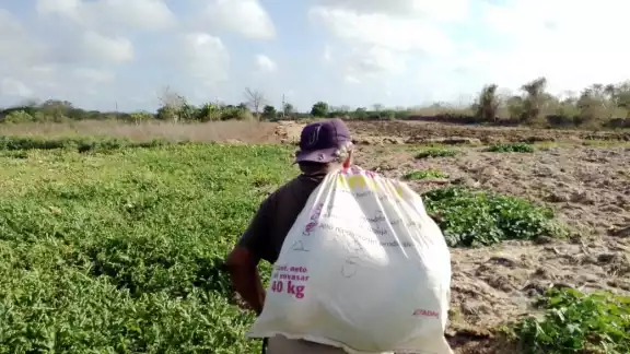 El sector juvenil se va retirando de las actividades agrícolas debido a la baja ganancia monetaria