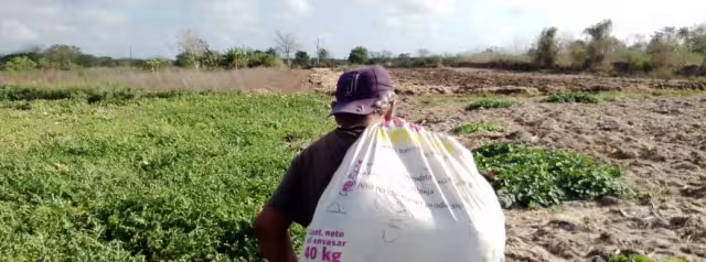 El sector juvenil se va retirando de las actividades agrícolas debido a la baja ganancia monetaria