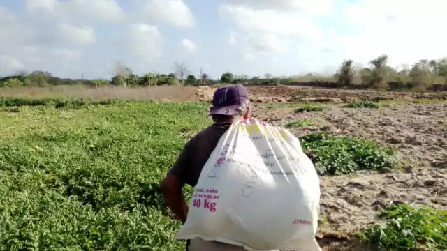 El sector juvenil se va retirando de las actividades agrícolas debido a la baja ganancia monetaria