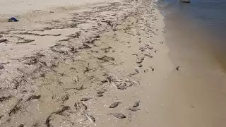 Gobierno de Yucatán confirma marea roja desde Progreso a Celestún