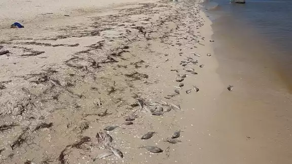 La marea roja abarca desde Progreso a Celestún
