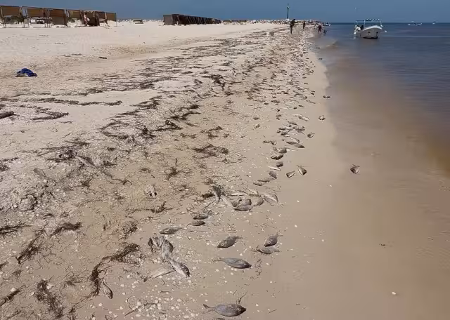 La marea roja abarca desde Progreso a Celestún
