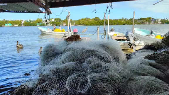 El camarón siete barbas, sustento clave para el sector pesquero de Campeche