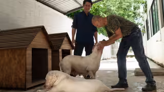 ¿Qué pasará con Oso y Blanca? Autoridades aclaran situación de los perros