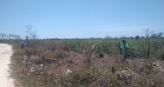 Ganaderos del oriente de Yucatán se adelantan al estiaje con apertura de guardarrayas
