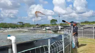 Acuacultura gana terreno como alternativa para el sector pesquero en Yucatán y proyectan incrementar las 58 granjas activas