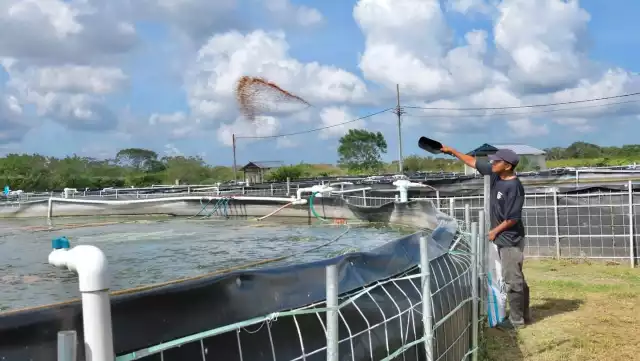 El estado apuesta por la producción de tilapia como alternativa productiva para el sector pesquero