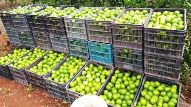 Semana Santa llega con alza en el precio del limón