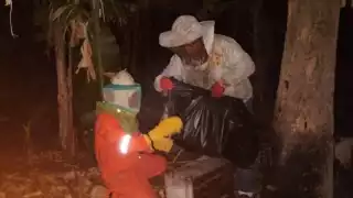 Capturan enjambres de abejas en dos colonias de Escárcega; los reubican en un apiario para evitar riesgos    