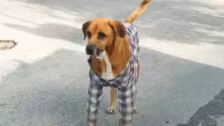 Por la heladez en Yucatán, dueños de mascotas buscan como abrigarlas