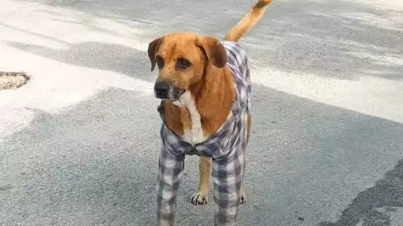 Algunos pobladores les colocan camisas a los peluditos.
