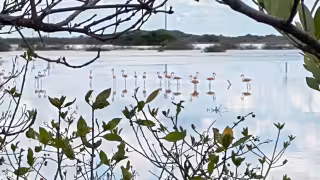 Flamencos tiñen de rosa los manglares de Progreso y crean espectáculo natural