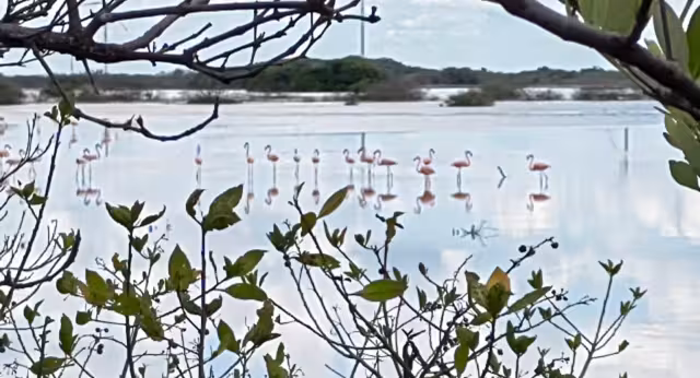Autoridades municipales refieren que gracias a la limpieza de las ciénegas el hábitat se recupera