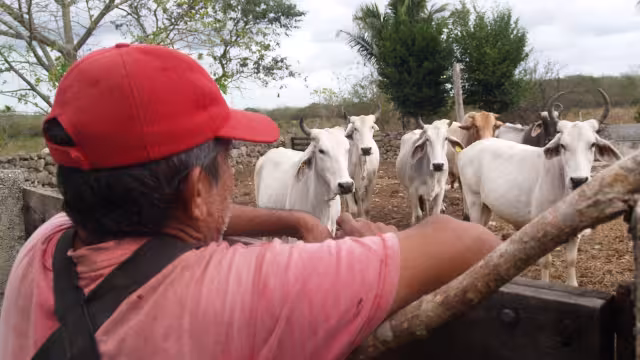 Ganaderos se preparan para los meses en que el campo se queda sin pasto para los animales