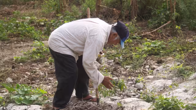 Afirman que los seres de la mitología maya siguen manifestándose en la milpa y algunos predios