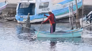La captura de pulpo en Campeche cayó hasta 70% en los últimos cinco años.