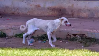 Taxi se incendia en avenida Libertad; no hay lesionados