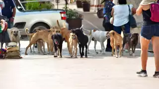 Tener un animal en la calle sin la compañía de un humano, correa o collar, constituye una multa, que corresponde al municipio aplicarla.