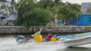 Camarón siete barbas: producción cae por mal clima y falta de atención oficial