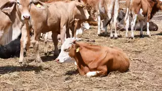 Congreso local reforma ley para castigar a ladrones de ganado