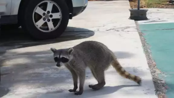 Los dos mapaches deambulaban en la Facultad de la UNAM Los dos mapaches deambulaban en la Facultad de la UNAM
