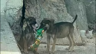 Cachorros sin agua ni sombra son rescatados en Campeche; dueño podría enfrentar hasta 3 años de cárcel