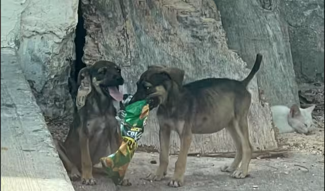 Dos cachorros desnutridos y sin resguardo fueron rescatados en Campeche tras una denuncia por maltrato animal.