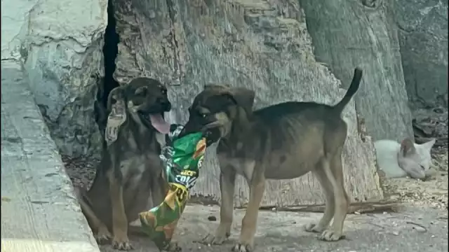 Dos cachorros desnutridos y sin resguardo fueron rescatados en Campeche tras una denuncia por maltrato animal.