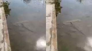 Captan  a un pequeño cocodrilo deambulando en calles de Chicxulub Puerto: VIDEO