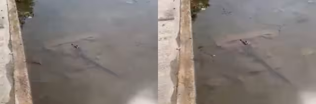 El pequeño cocodrilo deambula en los charcos en las calles