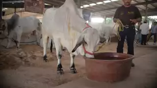 La restricción para trasladar animales por el gusano barrenador pone en jaque al mercado pecuario