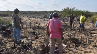 Comunidades de Yucatán restauran a mano 100 hectáreas de manglar dañadas por huracanes y abandono