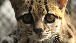 El tigrillo se encuentra en riesgo de desaparecer debido a la actividad humana