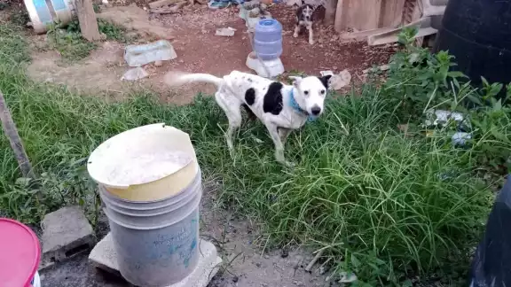 El más reciente caso fue el de cuatro perros rescatados con graves grados de desnutrición El más reciente caso fue el de cuatro perros rescatados con graves grados de desnutrición
