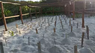 En el estado se han realizado actividades para informar sobre la anidación de tortugas