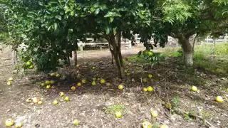 Productores pierden sus cosechas por las plagas