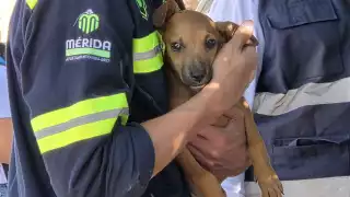 Los cachorros recibirán atención médica y serán integrados al programa de adopciones