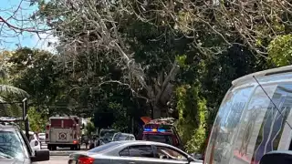 Registran ataque de abejas en Chetumal