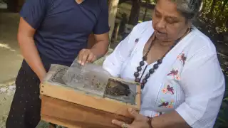 Apicultores de la Península de Yucatán ganan amparo para proteger a las abejas
