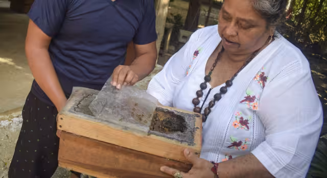 Los insectos fueron declarados como seres sujetos a derecho por su importancia en el medio ambiente