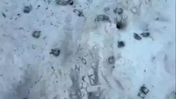Se encontró huellas de llantas sobre la arena donde habían cuerpos de quelonios