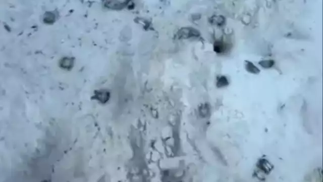 Se encontró huellas de llantas sobre la arena donde habían cuerpos de quelonios