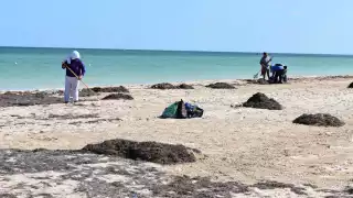 Frente Frío causa recale de sargazo en la costa de Progreso